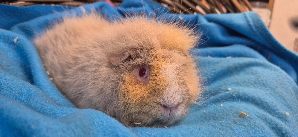gecastreerde beer BOB uit de opvang zoekt een tehuis!, Dieren en Toebehoren, Knaagdieren, Mei, Meerdere dieren, Cavia