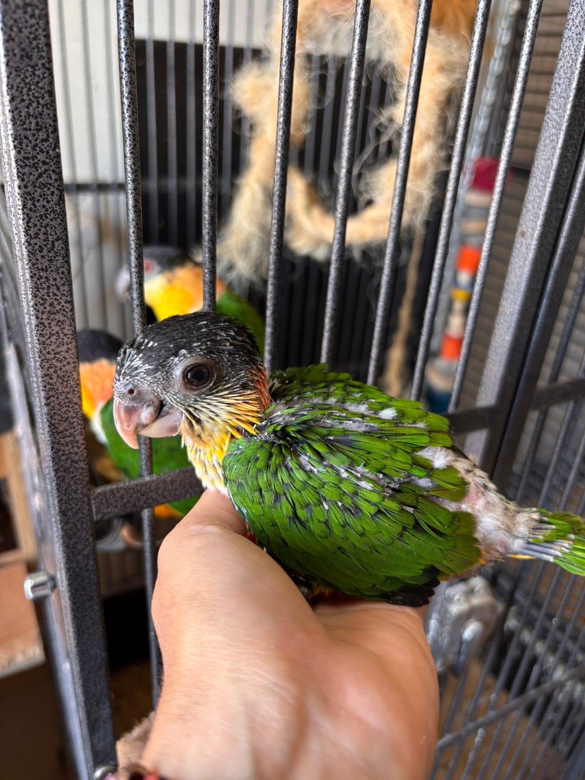 2 Tamme zwartkop caiques te koop, Dieren en Toebehoren, Vogels | Parkieten en Papegaaien, Geslacht onbekend, Papegaai, Geringd