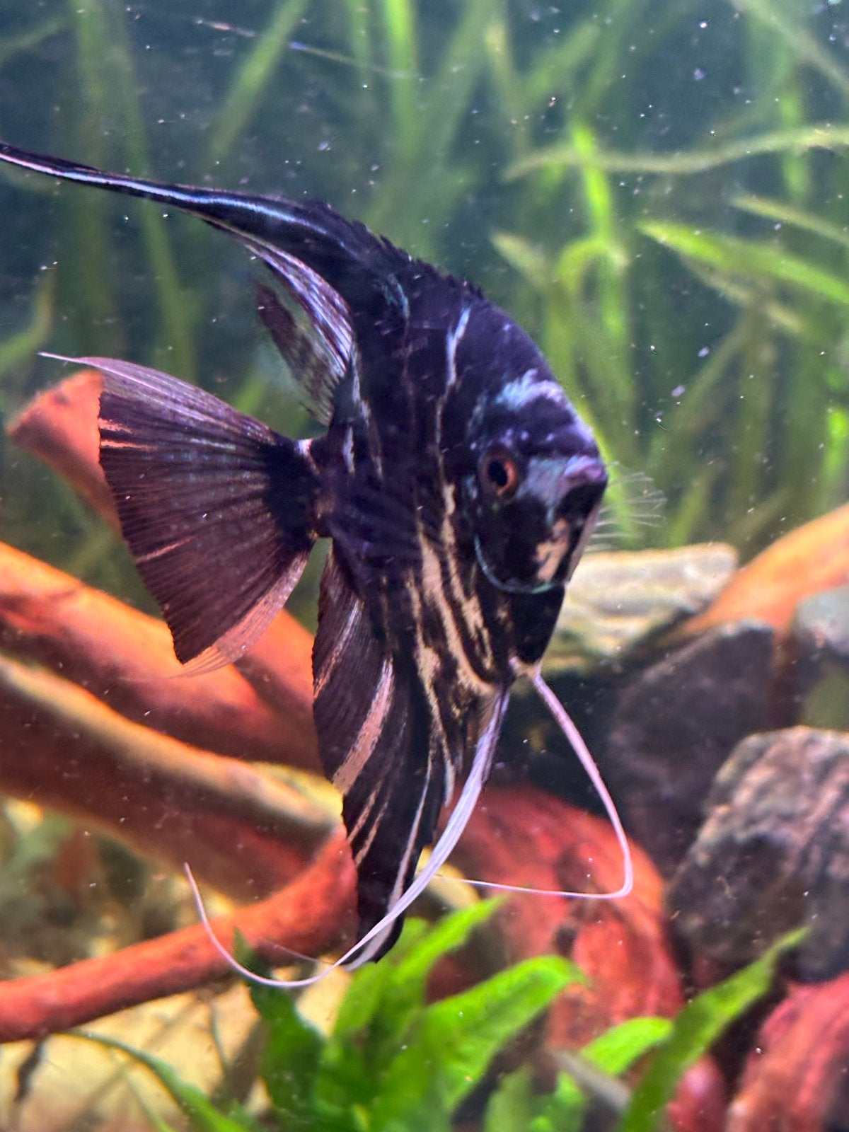 6 prachtige grote maanvissen - 15cm - groep of koppels, Dieren en Toebehoren, Vissen | Aquariumvissen, Vis, Zoetwatervis