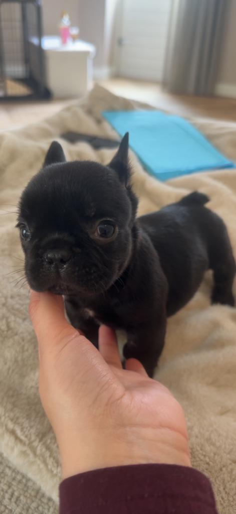 Prachtige Franse Bulldog pups beschikbaar, Parvo, 8 tot 15 weken, Bulldog, Meerdere