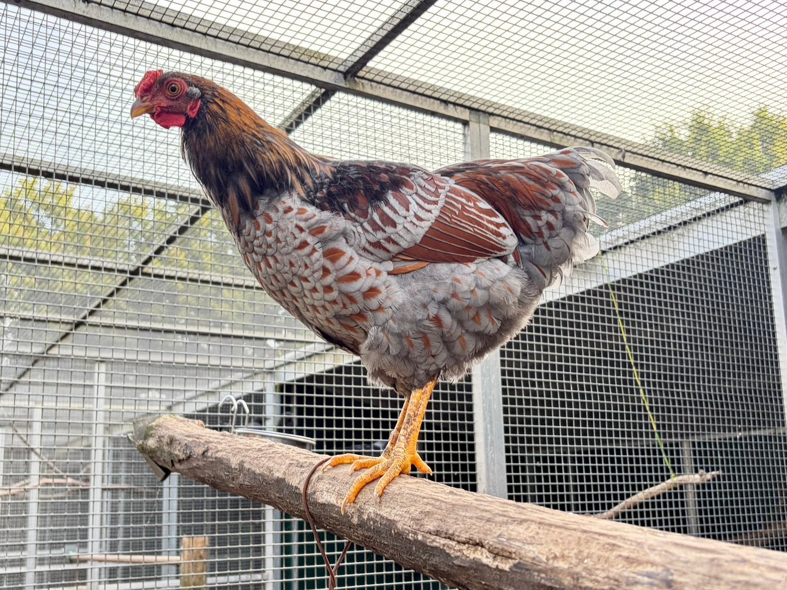 Early-Bird, goudblauwgezoomde kriel wyandotte, Mannelijk, Kip