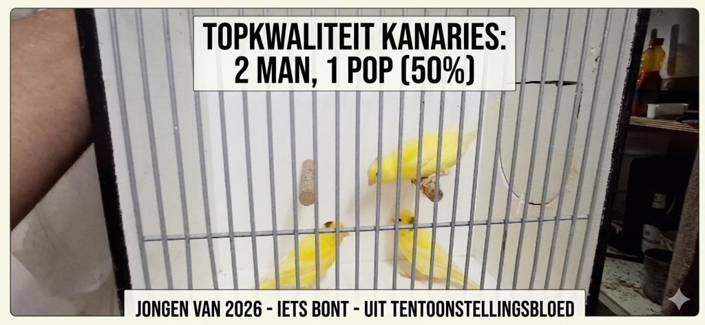 Bonte kanaries, Dieren en Toebehoren