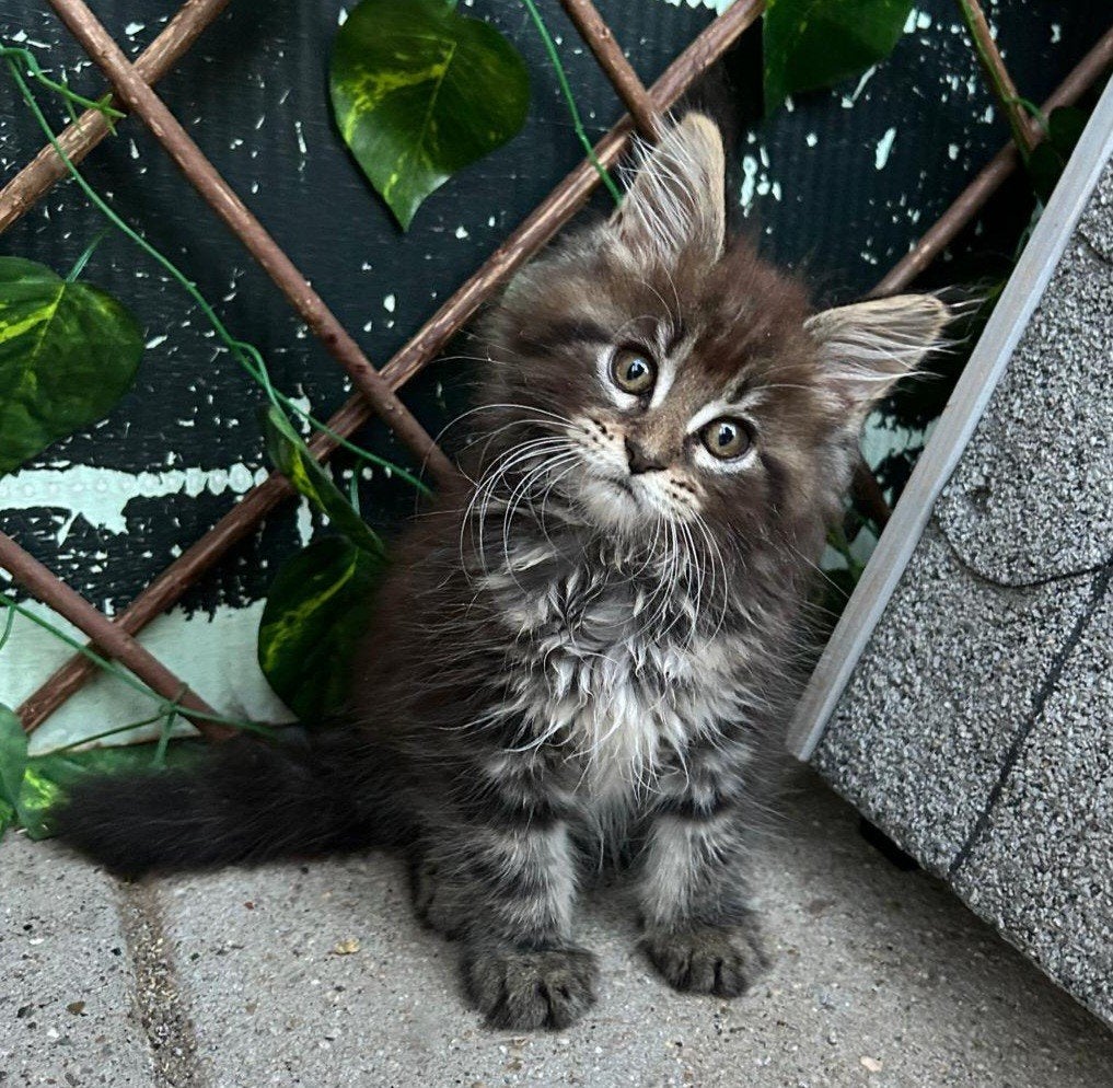 Maine Coon poesje Yara, Poes, Met stamboom, 0 tot 2 jaar