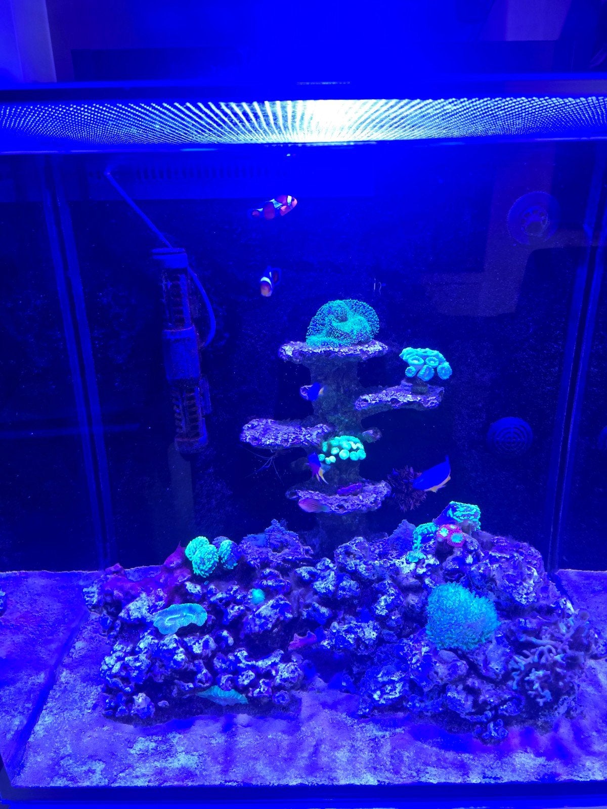 zeeaquarium, Dieren en Toebehoren, Vissen | Aquaria en Toebehoren, Ophalen, Gevuld zeewateraquarium