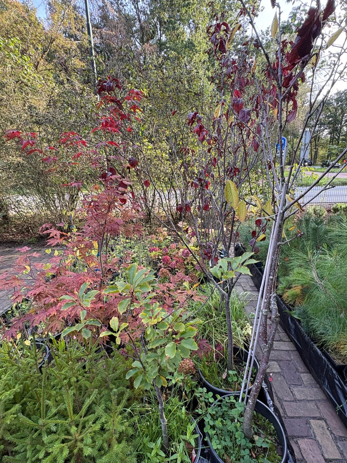 Japanse Esdoorn (Acer palmatum) -, Tuin en Terras, Vaste plant, Bloeit niet, Halfschaduw, Ophalen