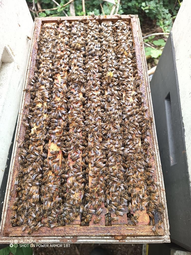 Bijenvolken Buckfas F1 zonder kast, Dieren en Toebehoren, Insecten en Spinnen