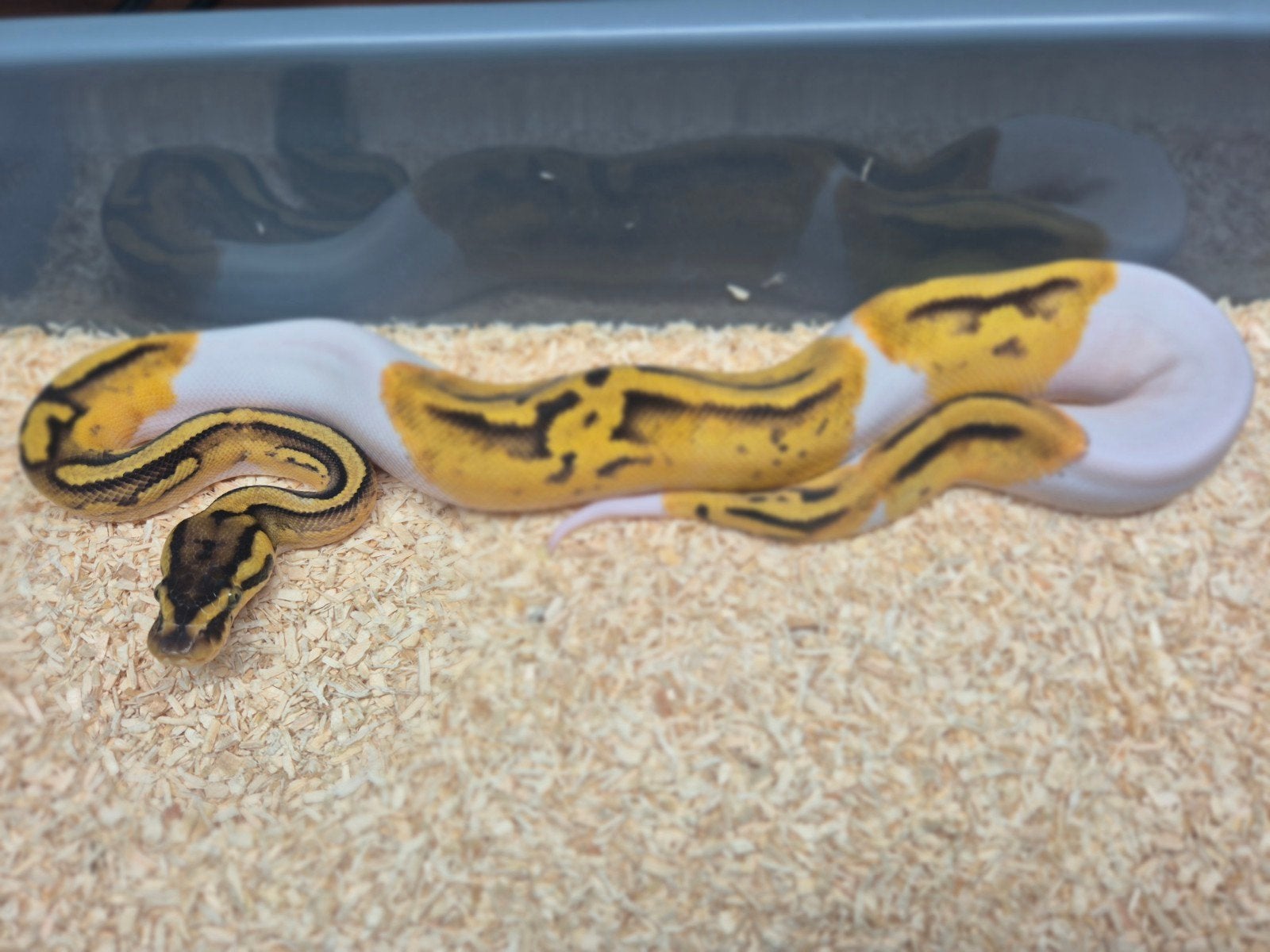 ballpython / python regius nakweek 2026 Ball Python photo 3