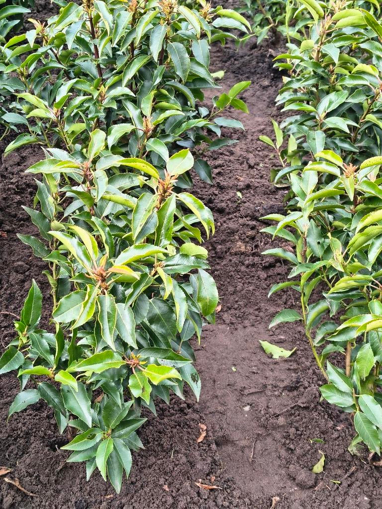 Portugese Laurier 30-40 cm - Blote Wortel - Haagplant, Ophalen of Verzenden
