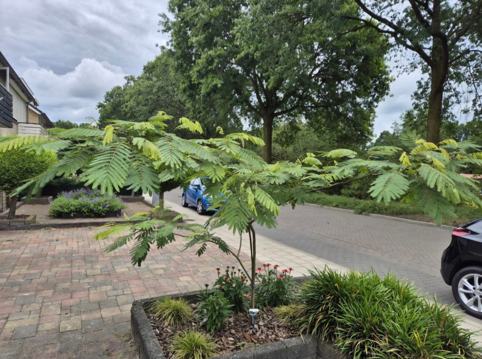 Albizia Julibrissin 'Ombrella' - Perzische Slaapboom, Tuin en Terras, Overige soorten, Zomer, 400 cm of meer, Ophalen