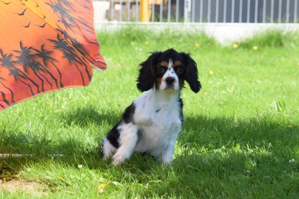 Cavalier King Charles spaniel pup, België, 15 weken tot 1 jaar, Parvo, Meerdere