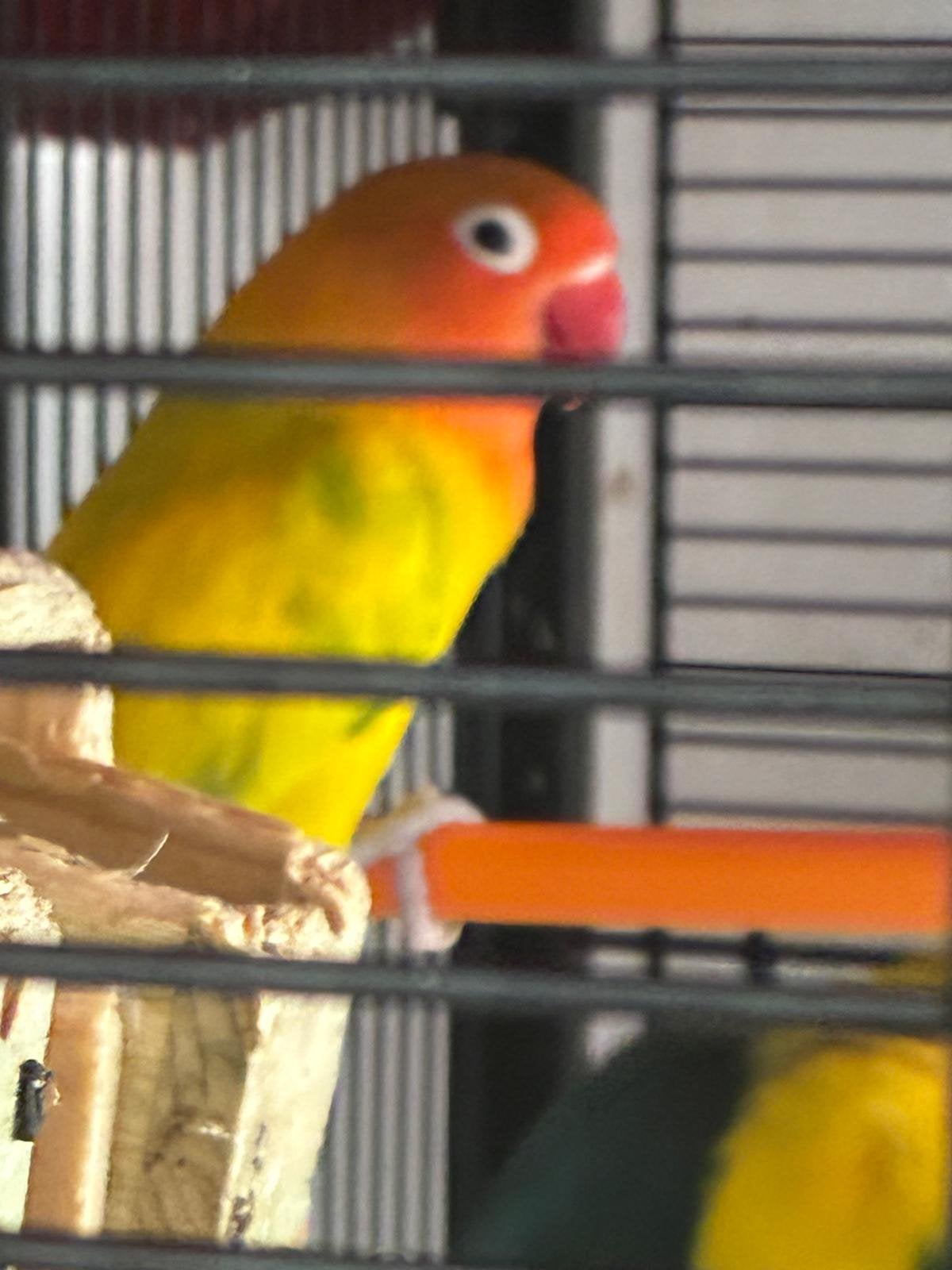 Kunt u agapornissen kortieken vanwege gevaarlijk vliegen?, Geslacht onbekend, Dwergpapegaai of Agapornis