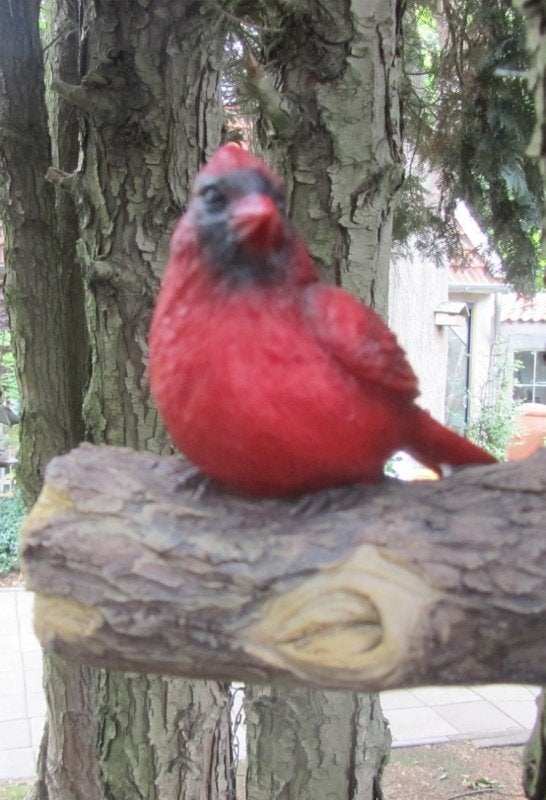 RODE KARDINAAL, Ophalen of Verzenden, Nieuw