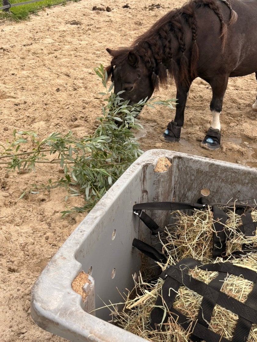 Plekje aangeboden voor grasgevoelige pony!, Dieren en Toebehoren, Stalling en Weidegang