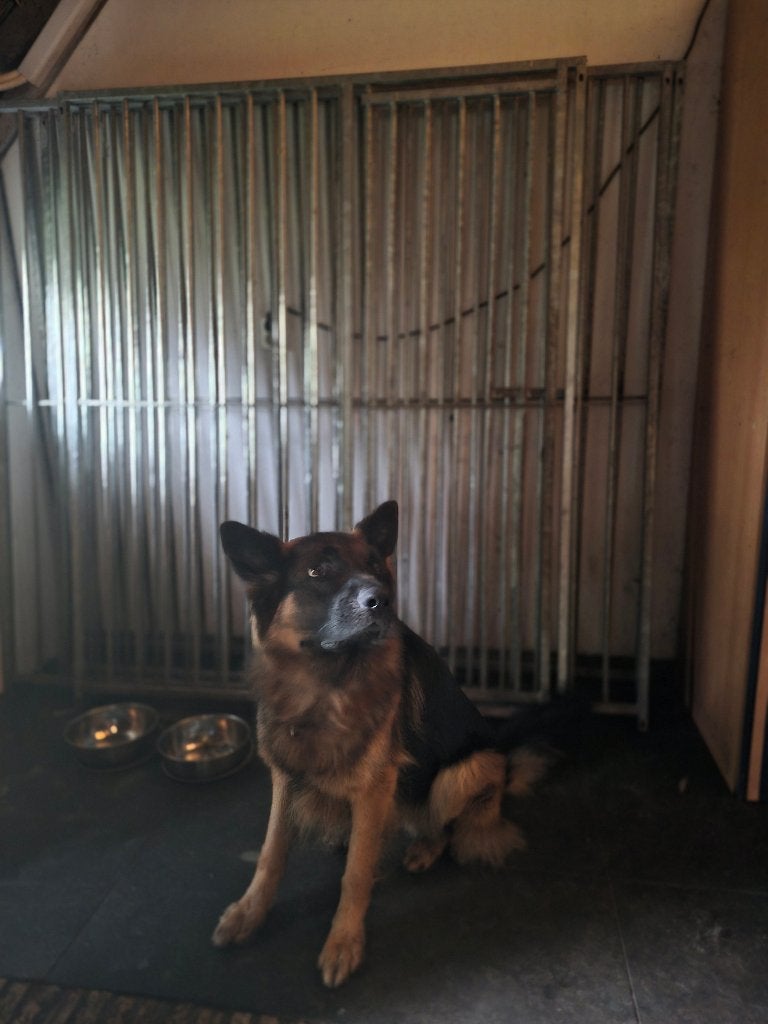 hondenkennel, Ophalen, Gebruikt