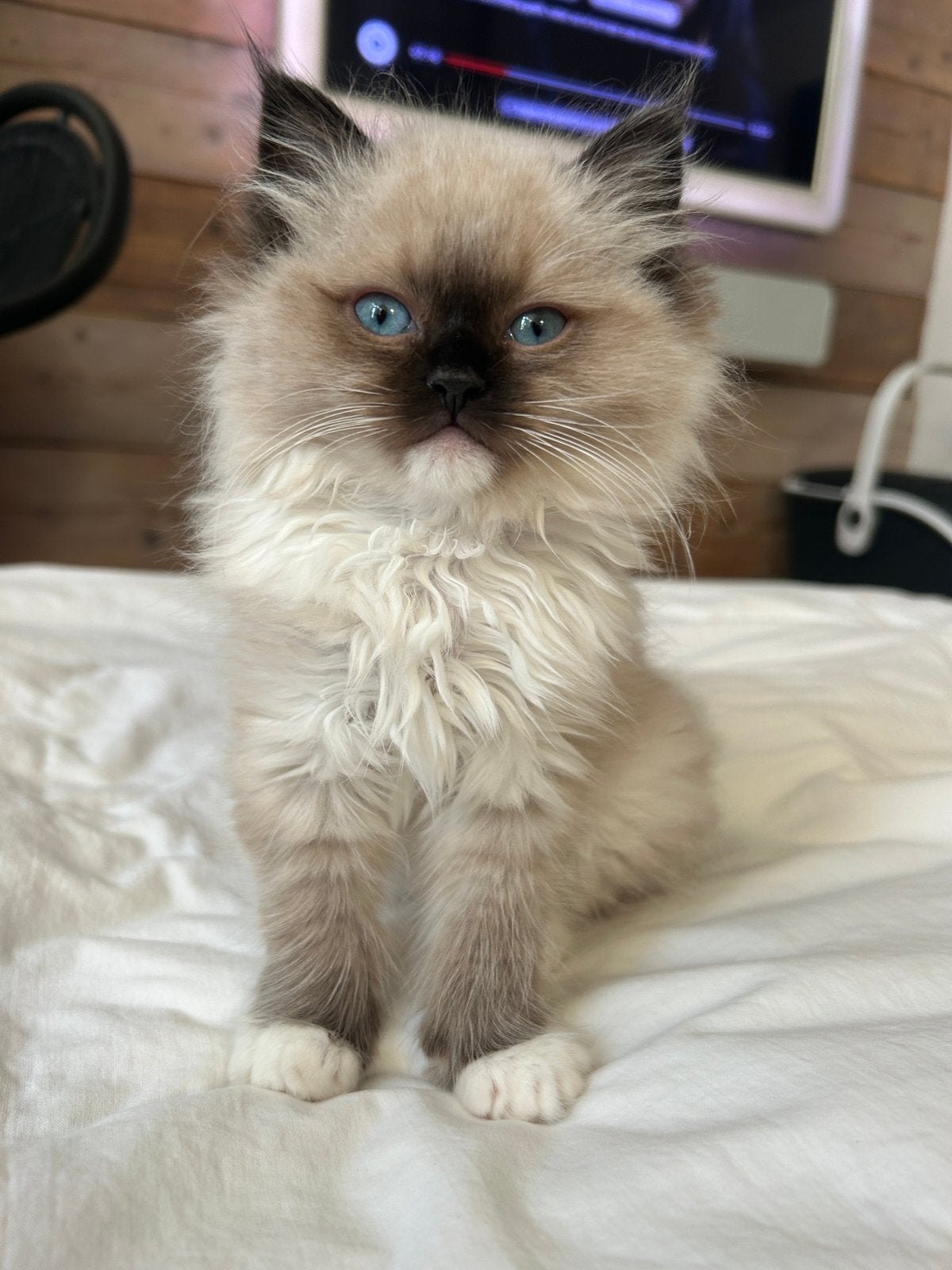 Ragdoll kitten kater   kattenbak en Curver reiskoffer etc, Dieren en Toebehoren, Ophalen