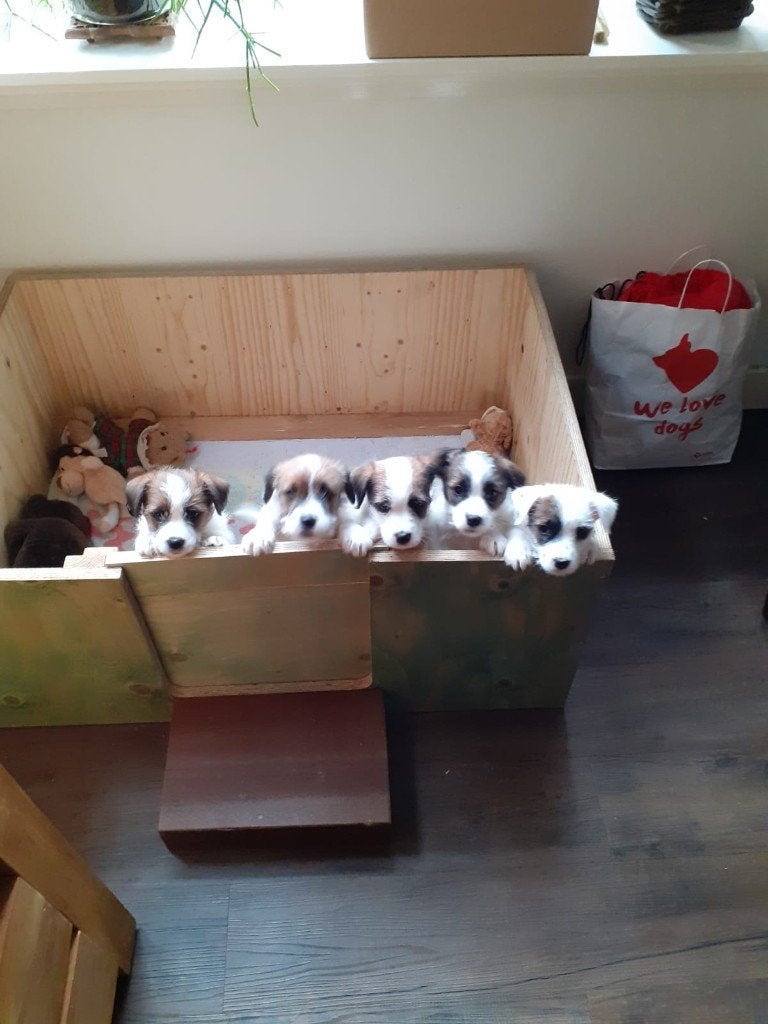 Werpkist, Dieren en Toebehoren, Ophalen of Verzenden, Zo goed als nieuw, Werpkist