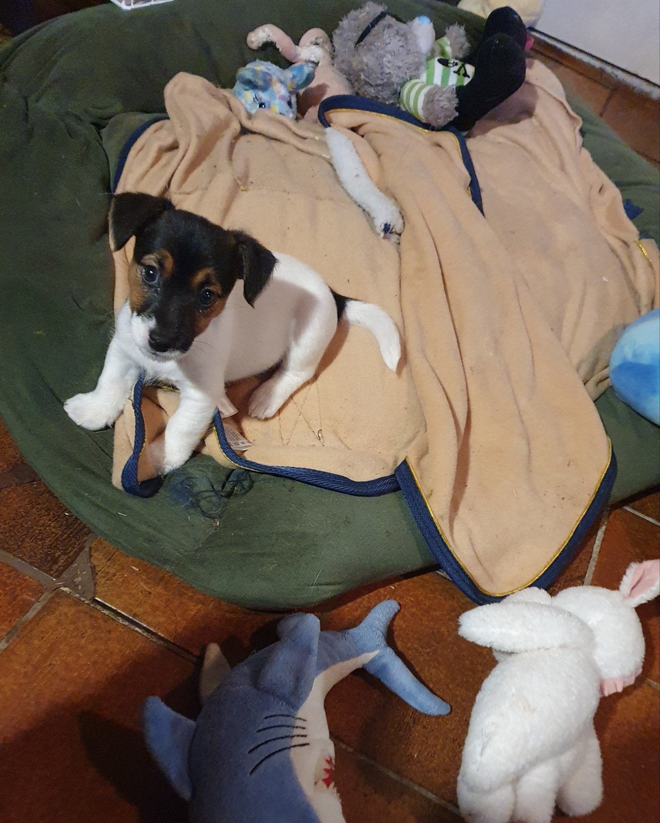 nog 1 kleine o zo lieve bandietje. reutje..JACK RUSSELLTJE, Jack Russell Terriër, 8 tot 15 weken, Meerdere, Meerdere dieren