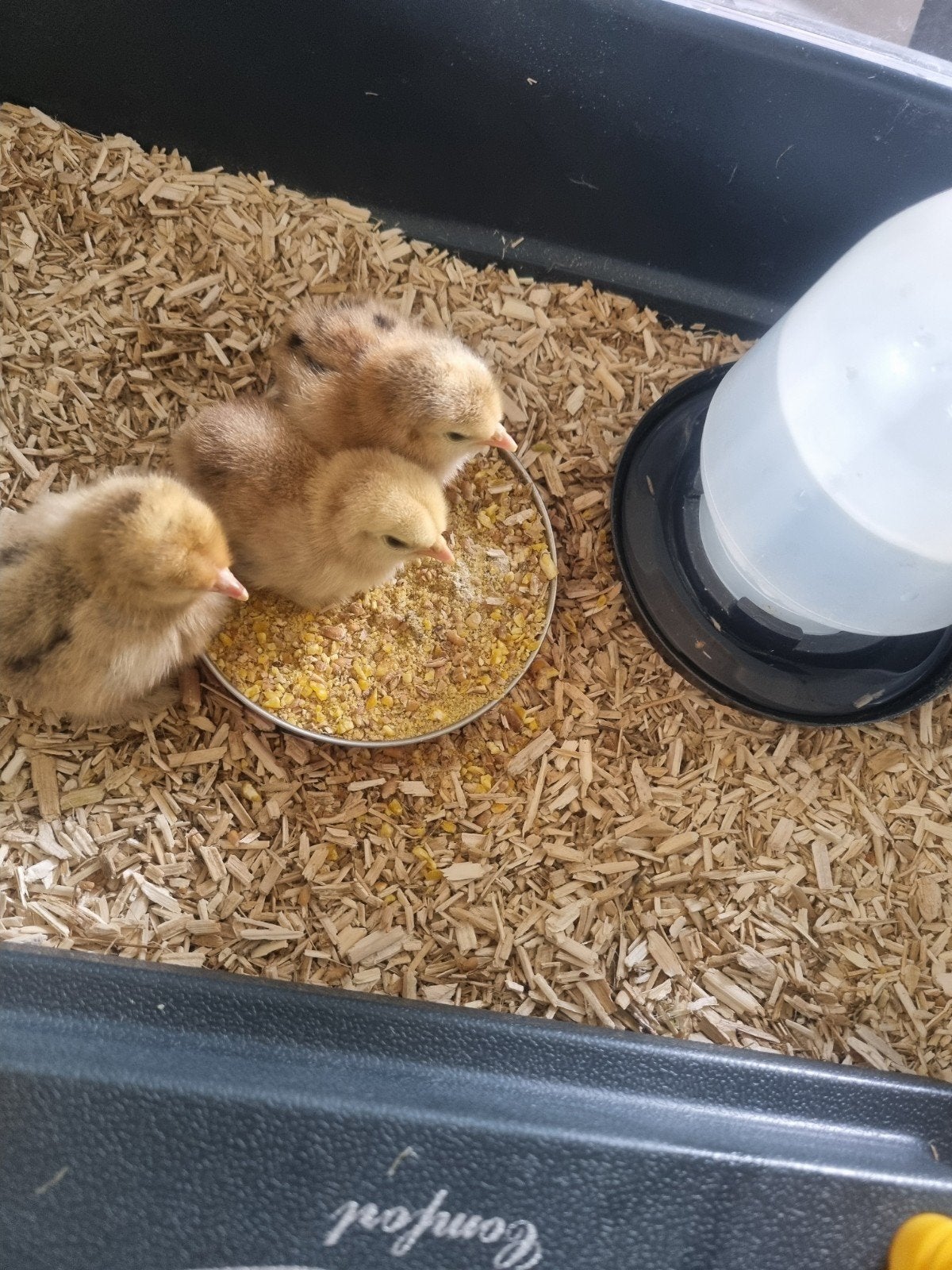 Cochin broedeieren, Dieren en Toebehoren, Pluimvee, Geslacht onbekend, Kip