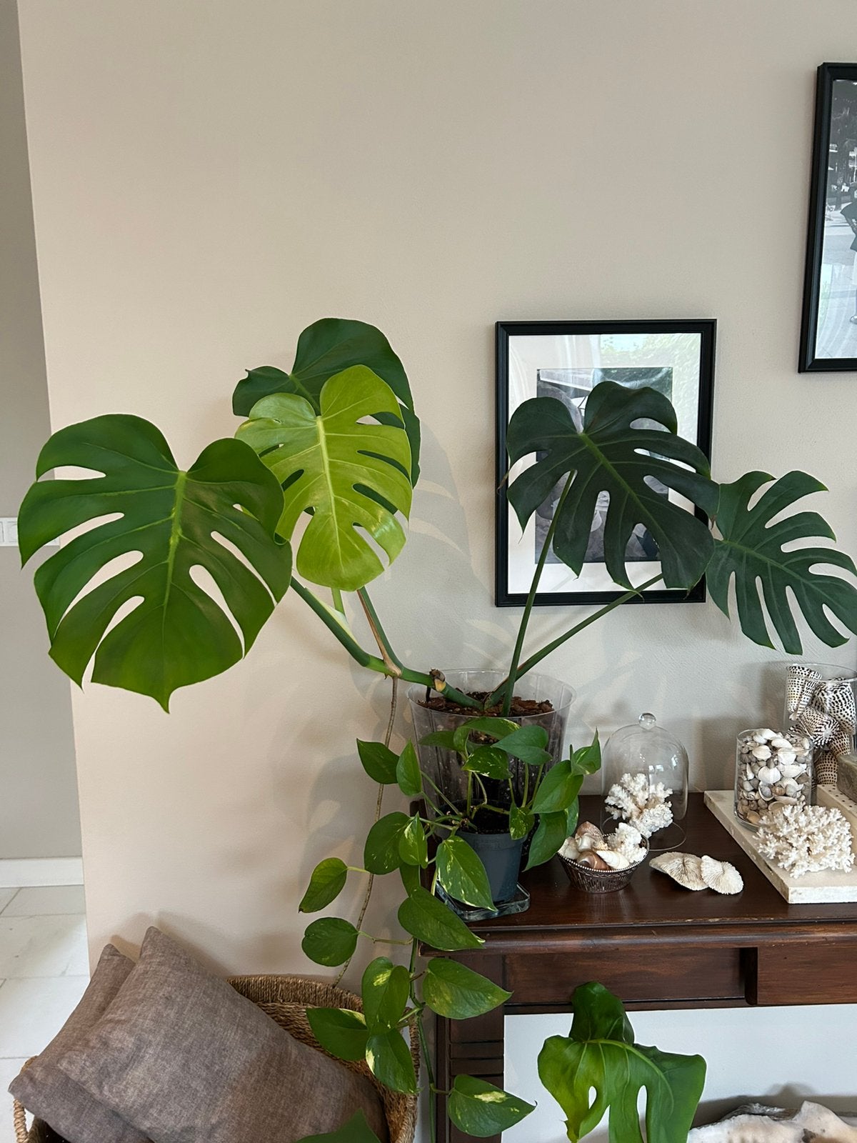 Prachtige Monstera plant, Huis en Inrichting, Ophalen, Halfschaduw, Minder dan 100 cm