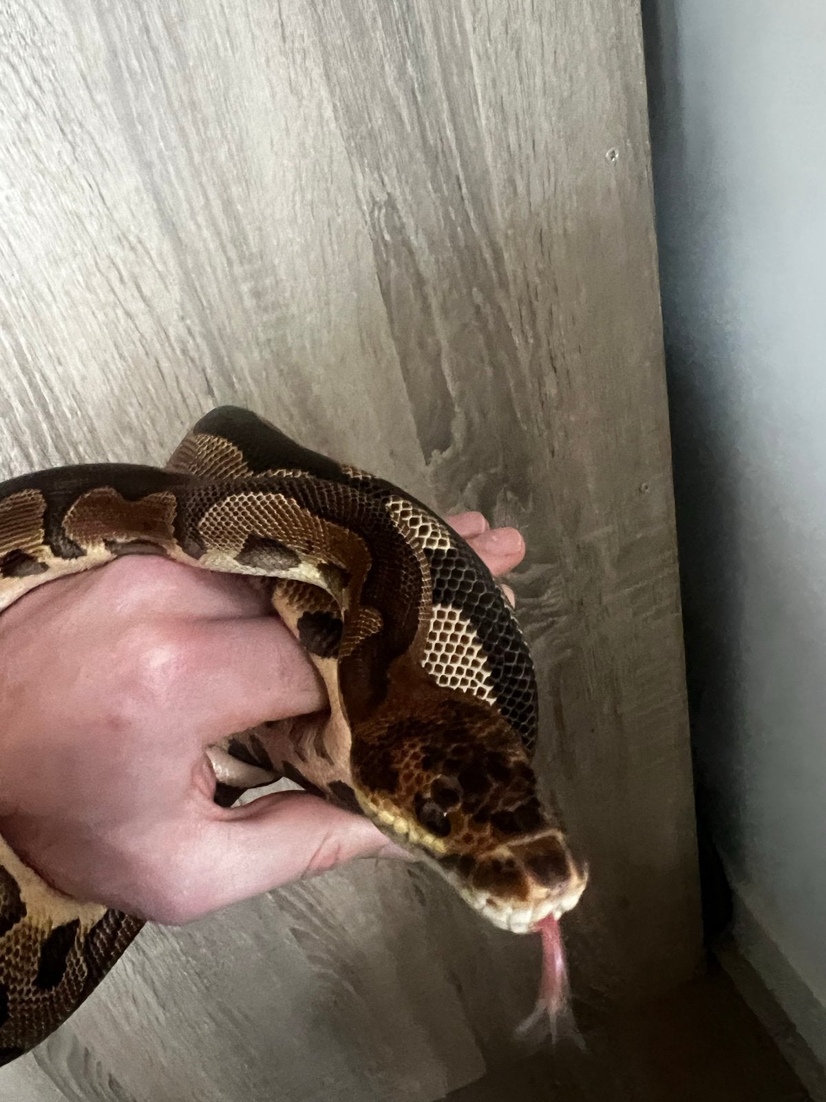 Proven breeder Leopard Clown mannetje koningspython, Dieren en Toebehoren, Slang, Tam, 3 tot 6 jaar