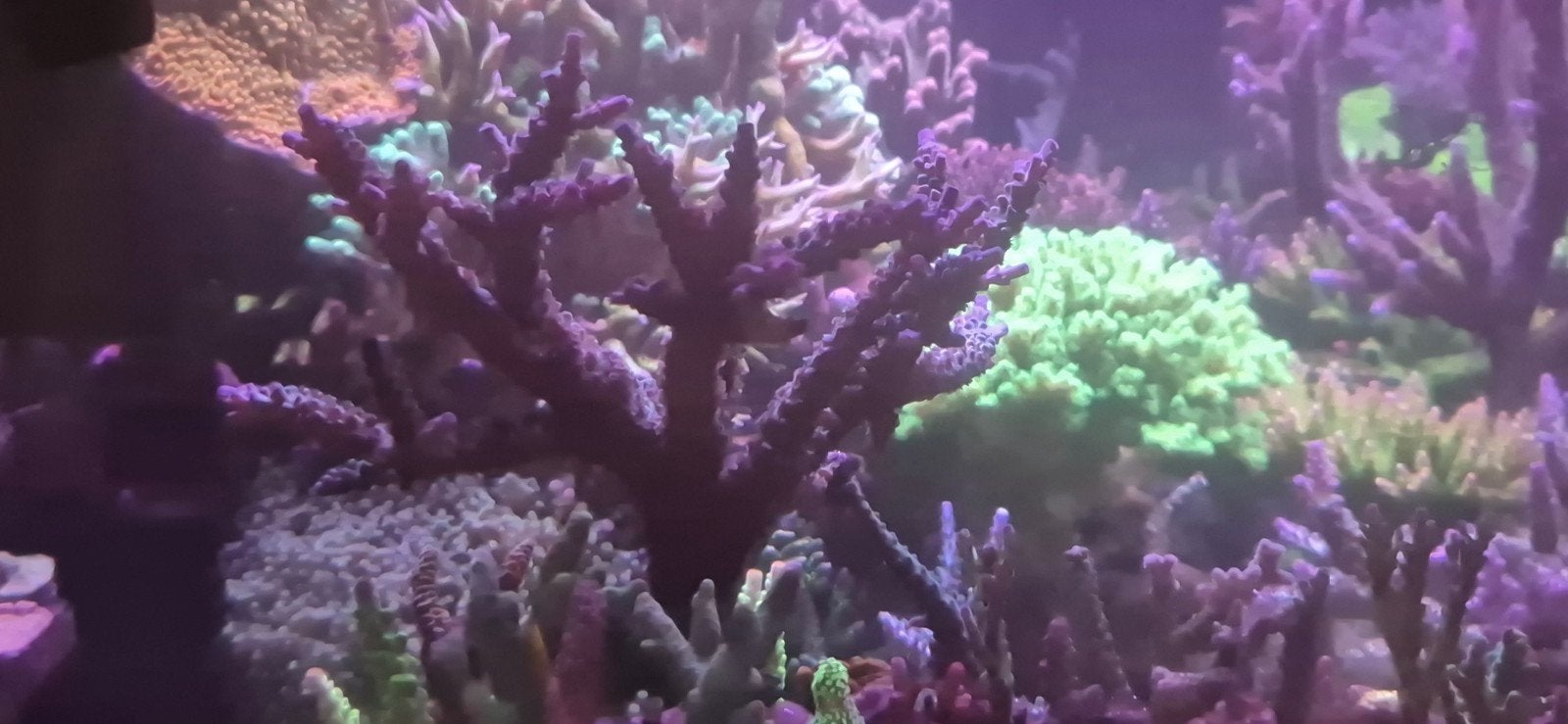 groot stuk acropora Formosa, Dieren en Toebehoren, Vissen | Aquariumvissen, Overige typen, Zoutwatervis