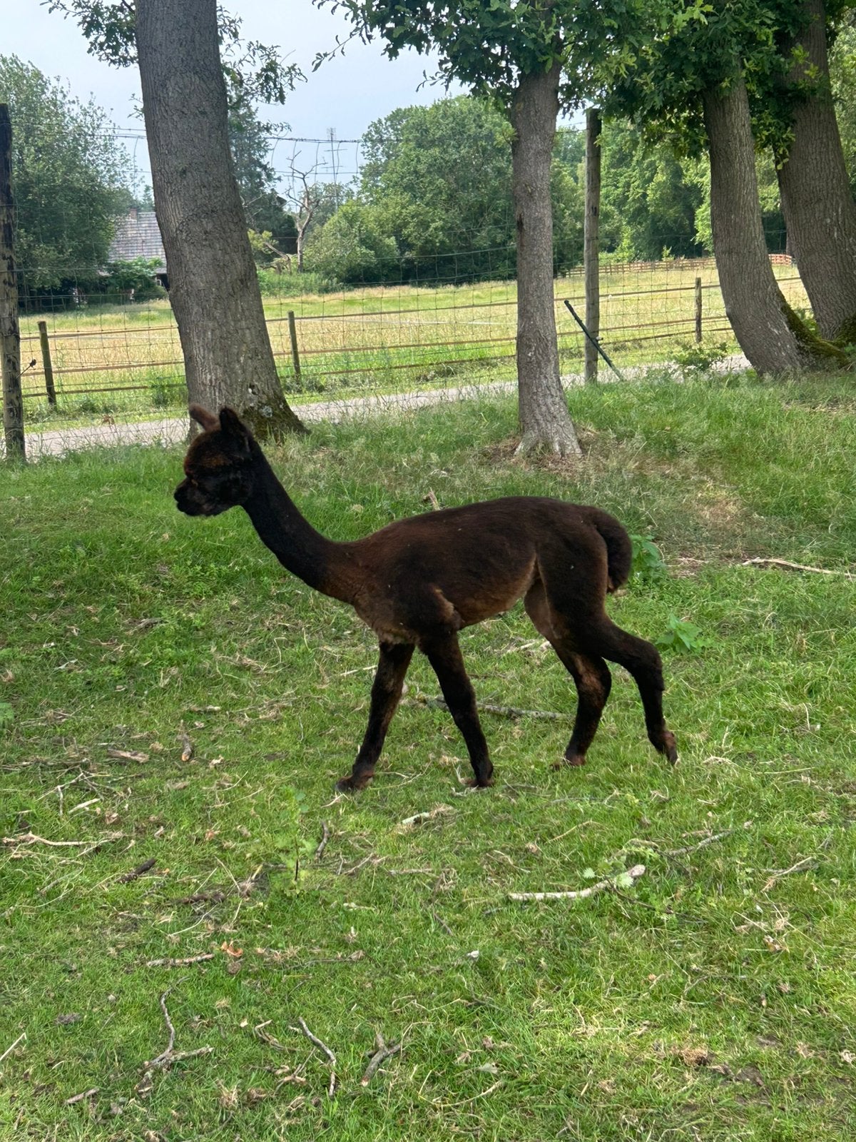 Mooi alpaca merrie veulen, Juli, Vrouwelijk