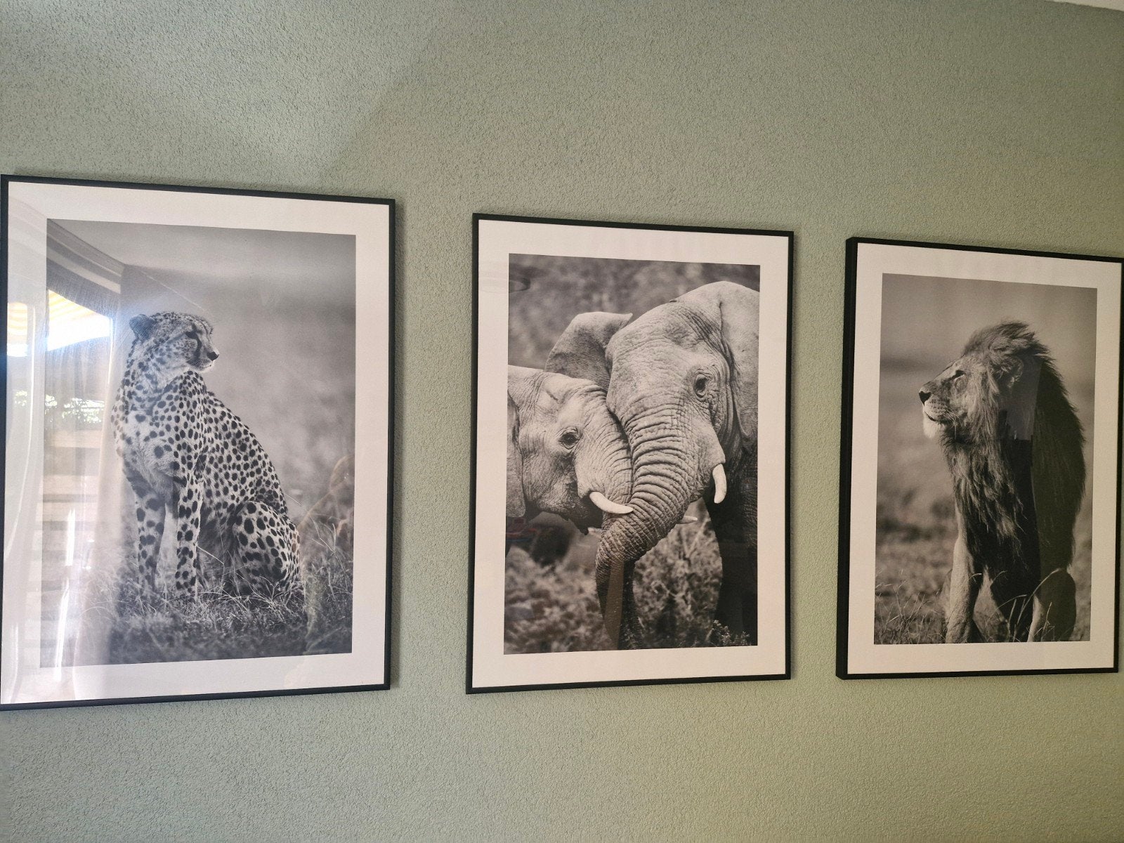 Posters met wilde dieren (zonder fotolijst), Huis en Inrichting, 50 – 75, Ophalen of Verzenden, Zo goed als nieuw, Foto of Poster