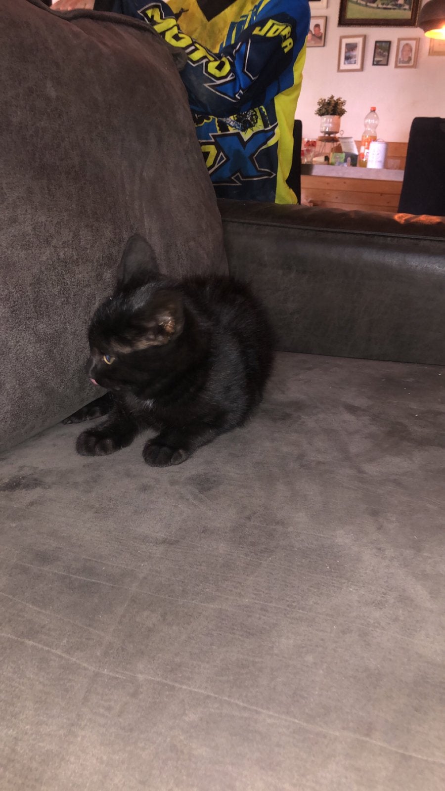 Kitten, Poes