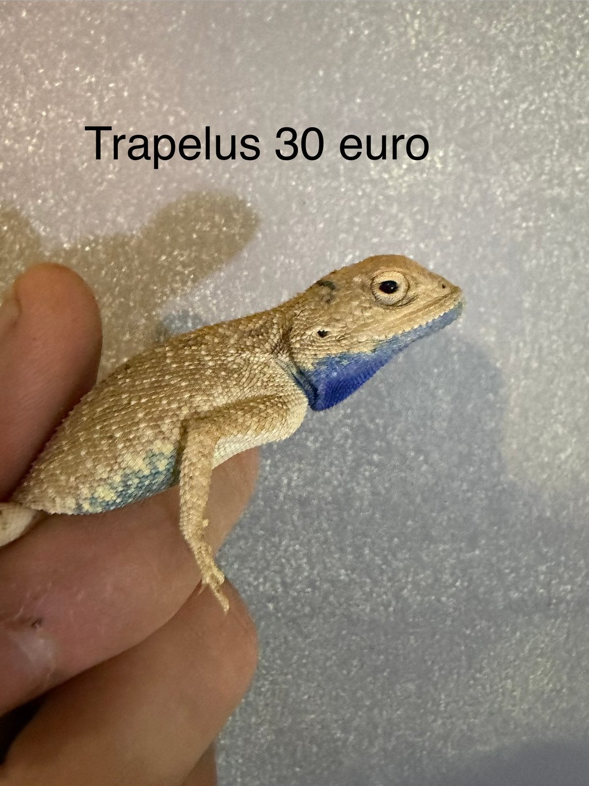Blauwkeel baardagaam, Hagedis, 0 tot 2 jaar