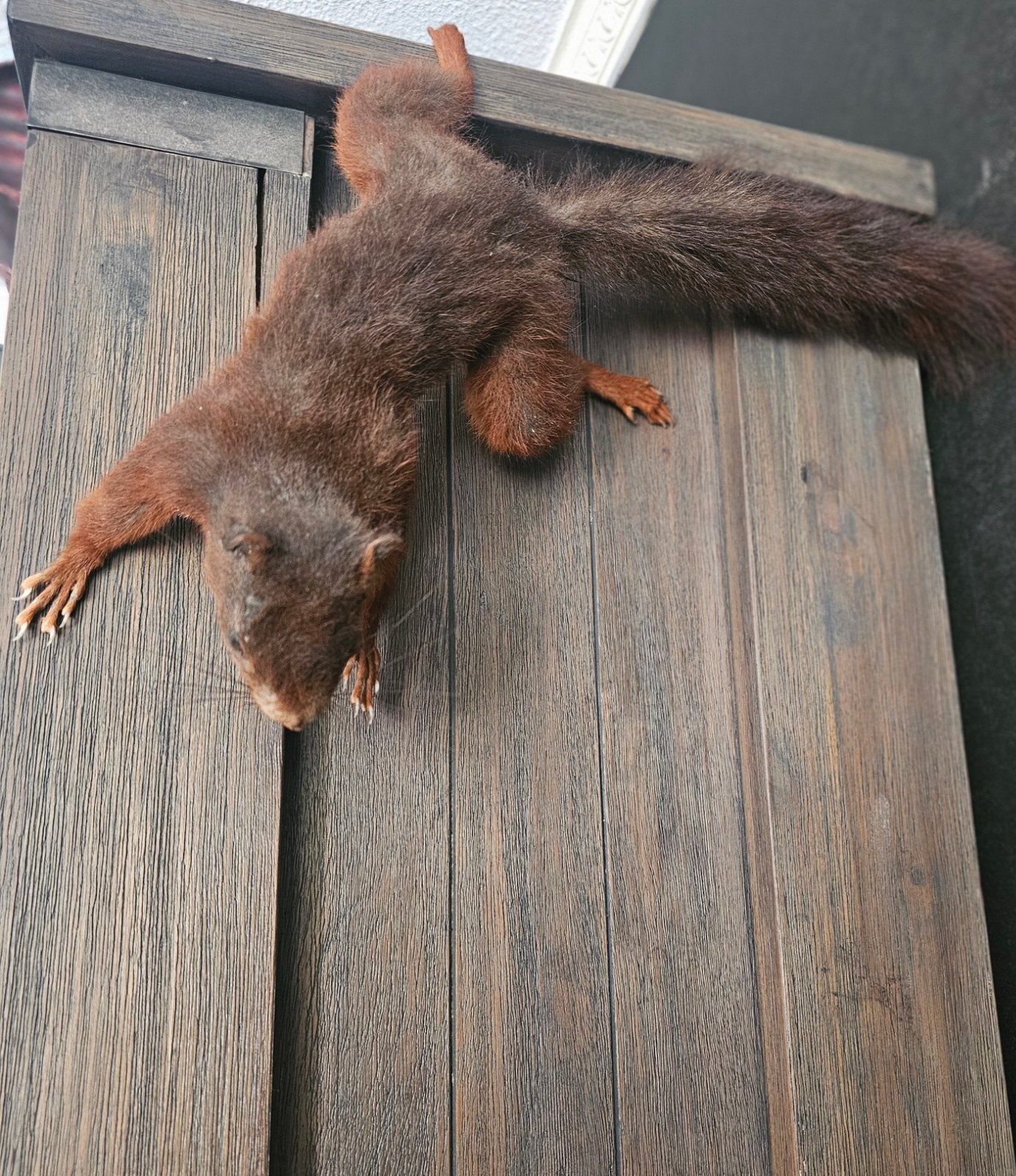 ** Taxidermie  ** Eekhoorn  **, Ophalen of Verzenden, Gebruikt, Wild dier, Opgezet dier