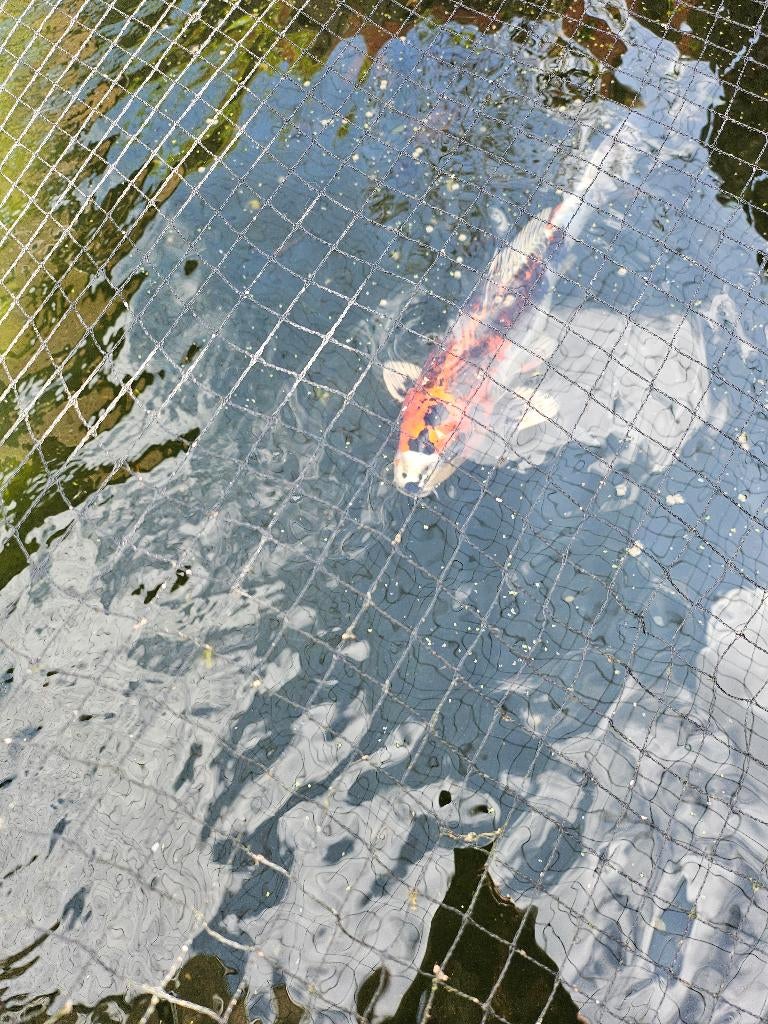Japanse koy, Karper of Koi