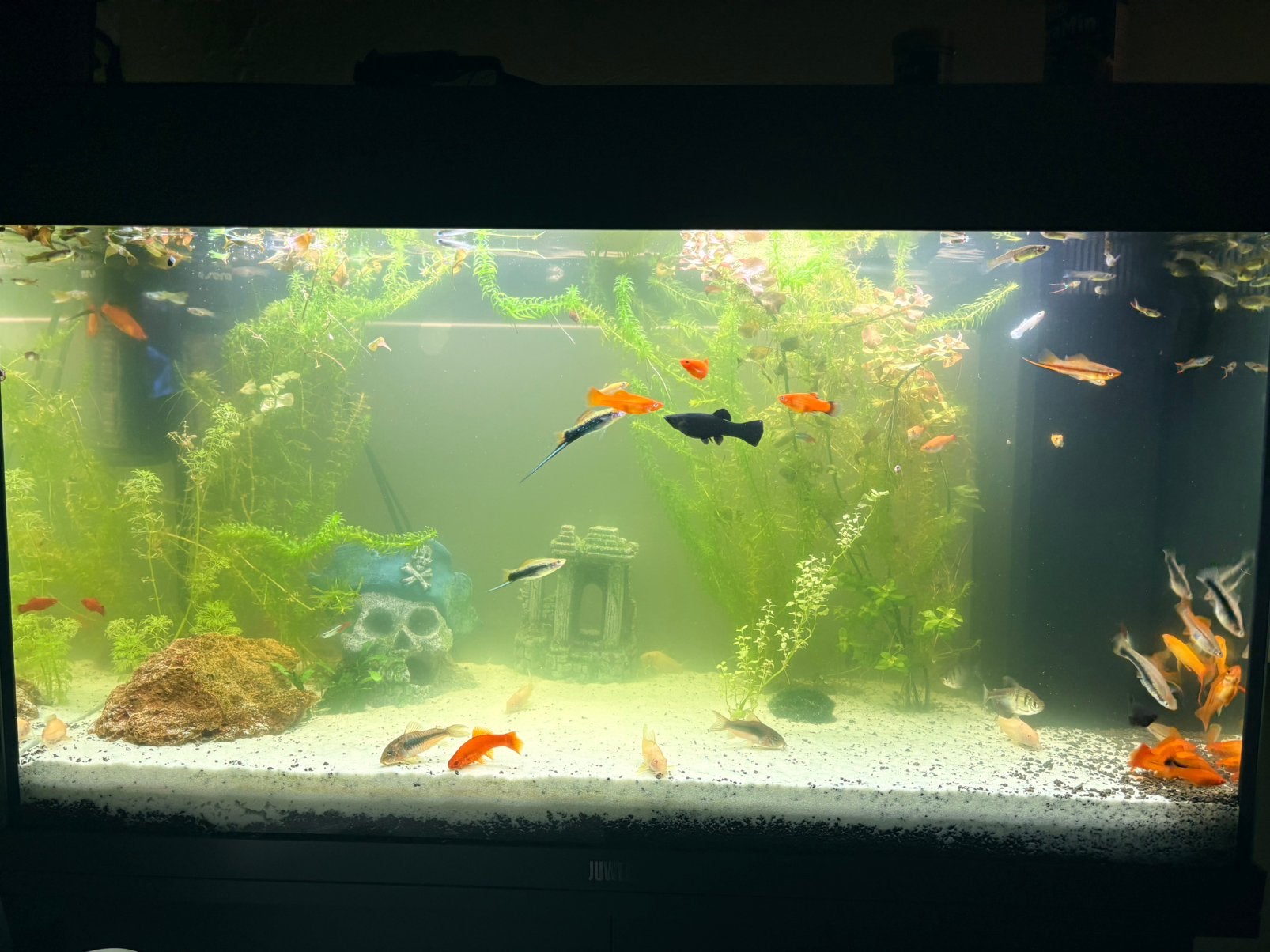 Aquarium net vissen en toebehoren. Wegens verhuizing., Dieren en Toebehoren, Vissen | Aquariumvissen, Vis