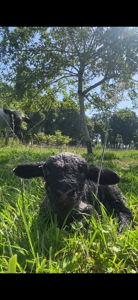 Weiland te huur voor Hampshire Down schapen (Zwolle/regio), Weidegang
