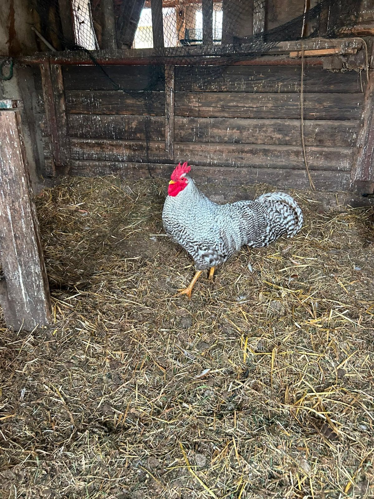Amrock Haan Groot Ras, Dieren en Toebehoren, Pluimvee, Mannelijk, Kip
