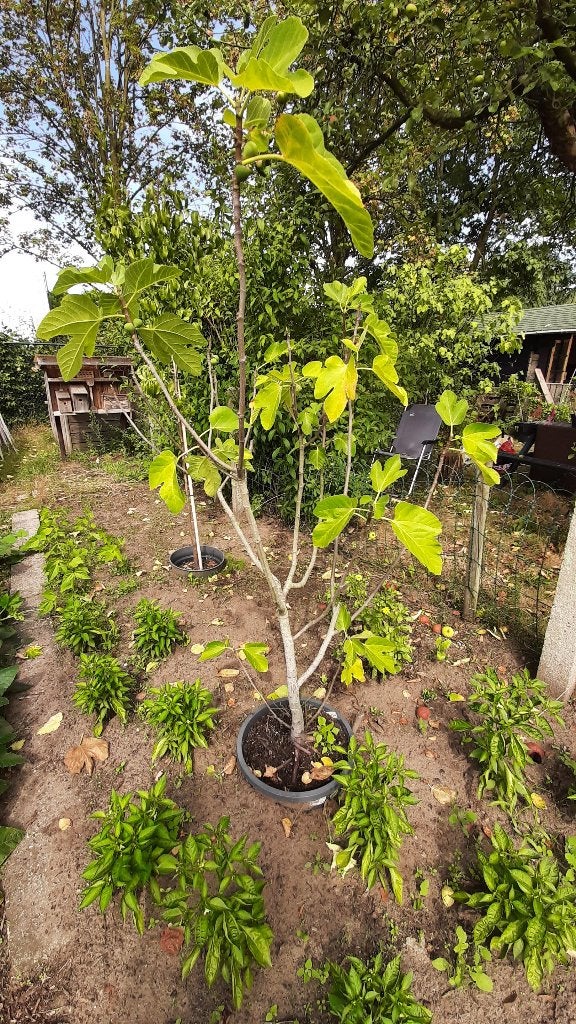 Vijgenboom/struik in pot, Bloeit niet, Overige soorten, 100 tot 250 cm, Ophalen