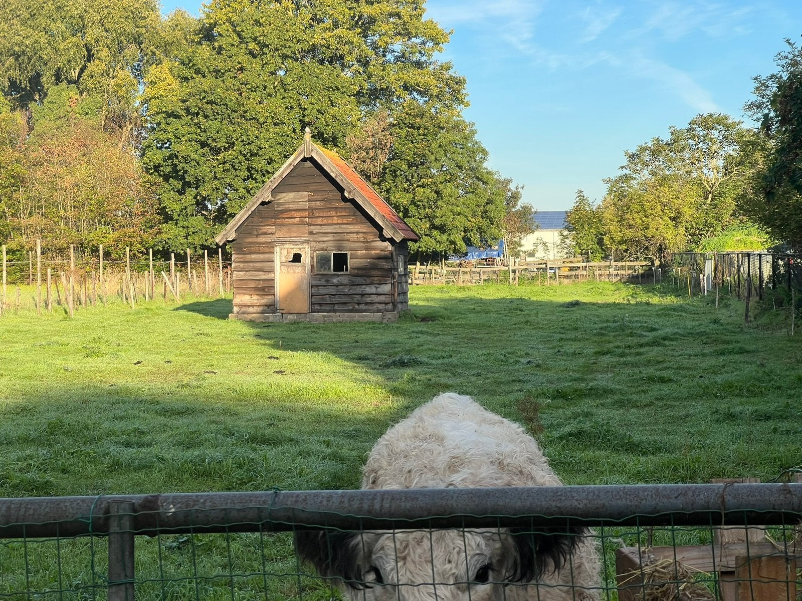Mooie weide volledig omheind te huur in Ammerzoden, Dieren en Toebehoren, Weidegang, 2 of 3 paarden of pony's