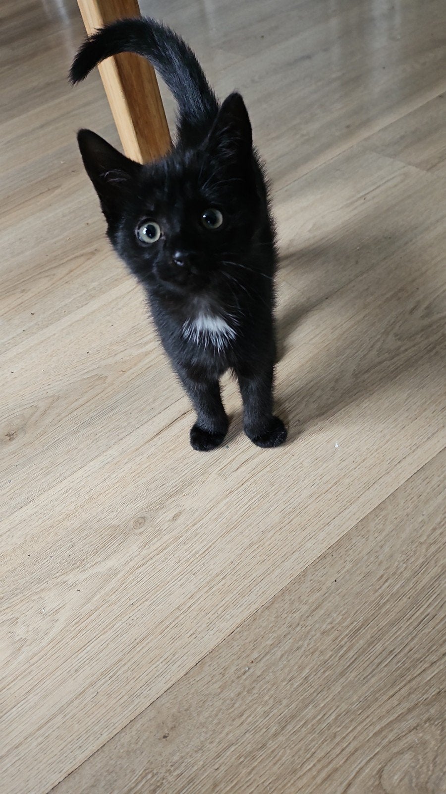 Kitten vrouwtje  11weekjes, Poes