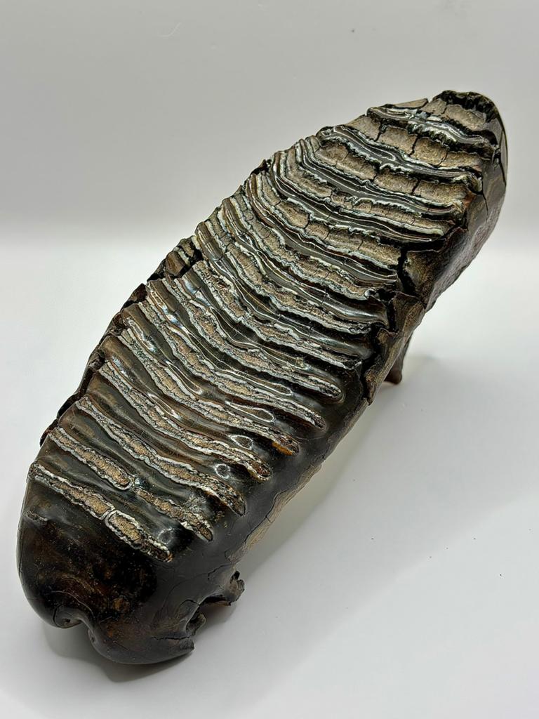 Mammoet kies Yakutia, Verzamelen, Mineralen en Fossielen, Ophalen of Verzenden, Fossiel