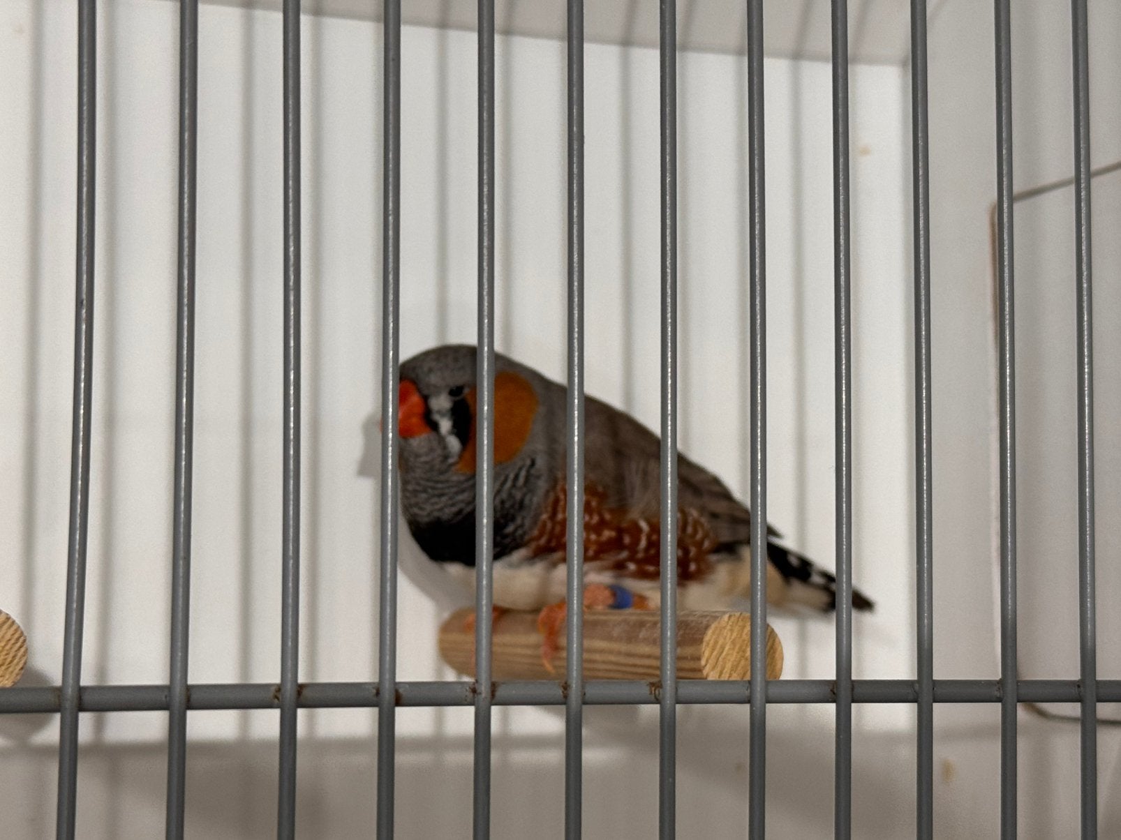 Grijze zebravink man, Dieren en Toebehoren, Mannelijk, Tropenvogel, Geringd