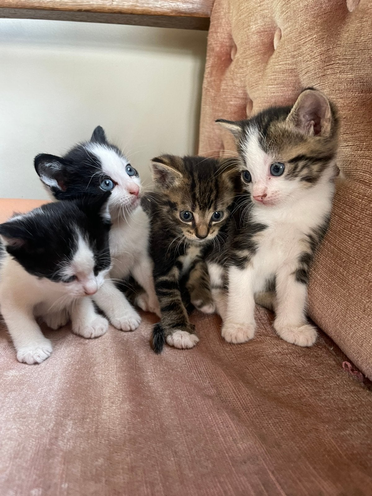 schattige kittens, Poes, Kortharig, 0 tot 2 jaar