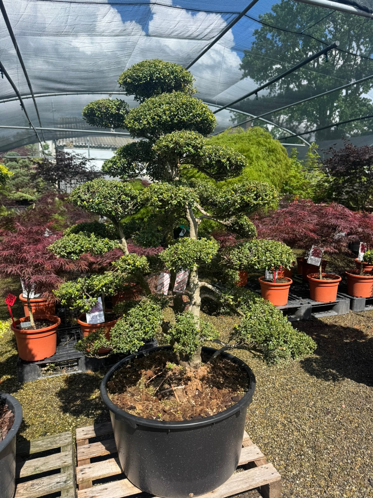 Japanse Ilex crenata 'Kinme' Tuinbonsai, Tuin en Terras, Vaste plant, Bloeit niet, Halfschaduw, Ophalen