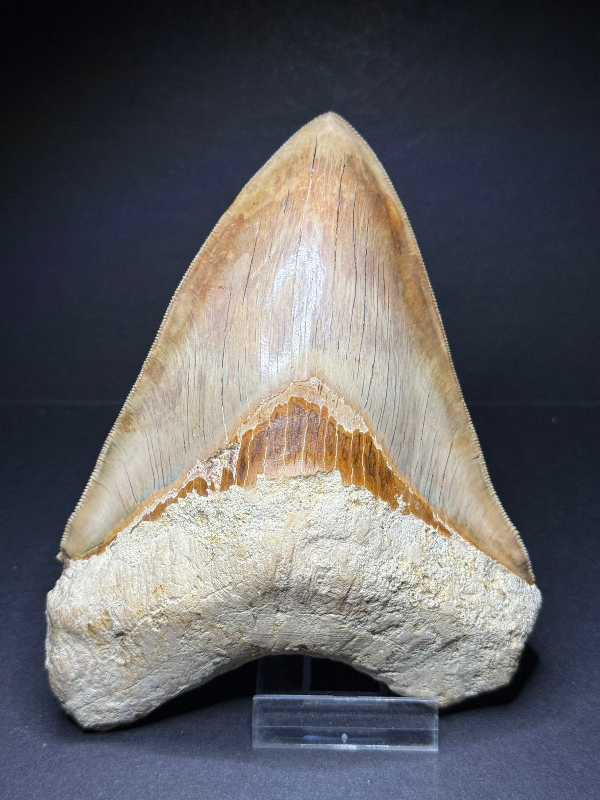 Grote megalodon haaientand Indonesië 14,9 cm, Verzamelen, Ophalen of Verzenden, Fossiel