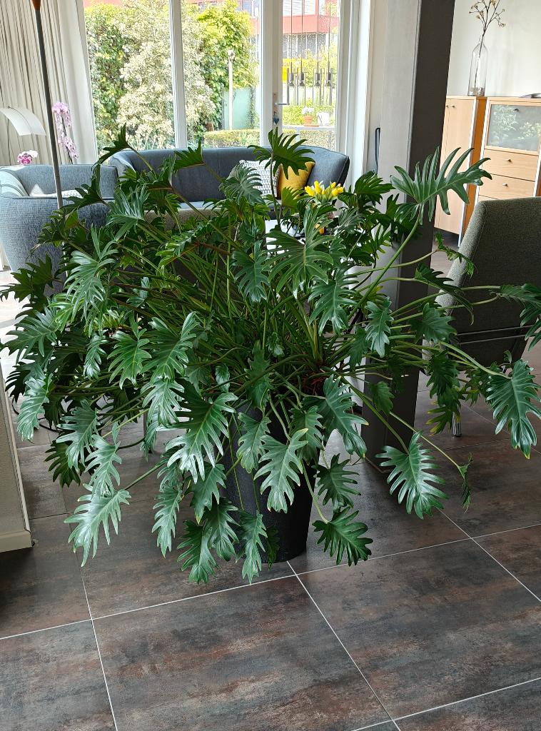 PHILODENDRON, Huis en Inrichting, Kamerplanten, Ophalen, Overige soorten, Halfschaduw, Minder dan 100 cm