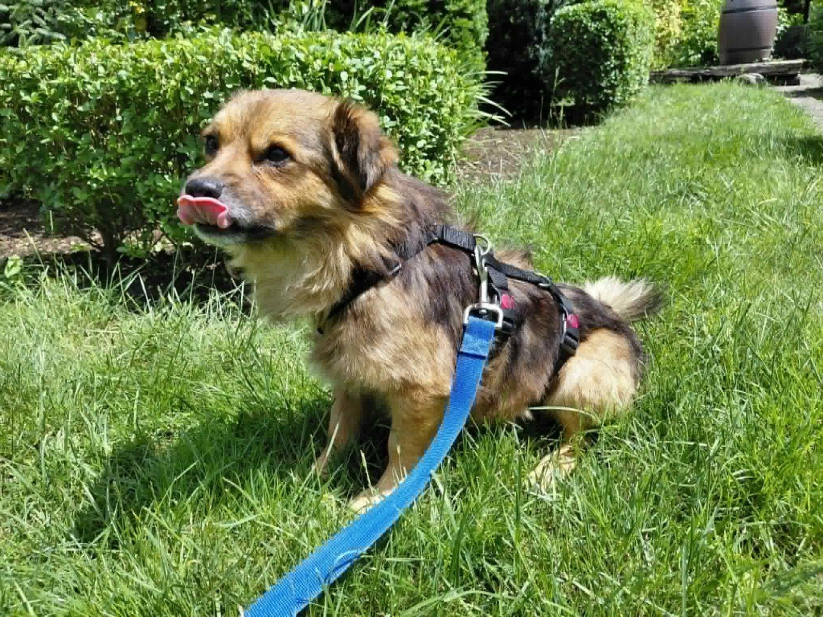 Donzige Zivy ter adoptie!, Dieren en Toebehoren, Honden | Niet-rashonden, Particulier, Reu, Buitenland, Parvo