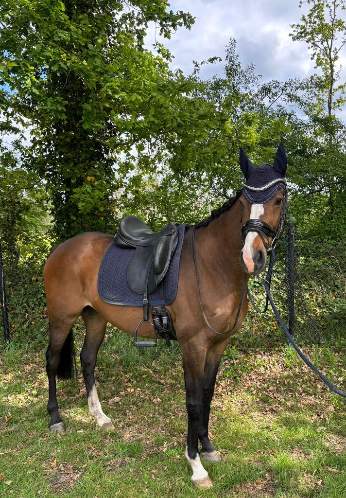 Lieve merrie te koop, Dieren en Toebehoren, Paarden, Merrie, 160 tot 165 cm, Recreatiepaard, 11 jaar of ouder