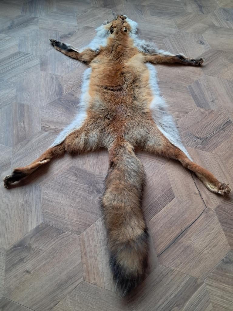 Echte dierenhuid / vacht vos– interieurdecoratie – uniek, Verzamelen, Dierenverzamelingen, Ophalen of Verzenden, Zo goed als nieuw