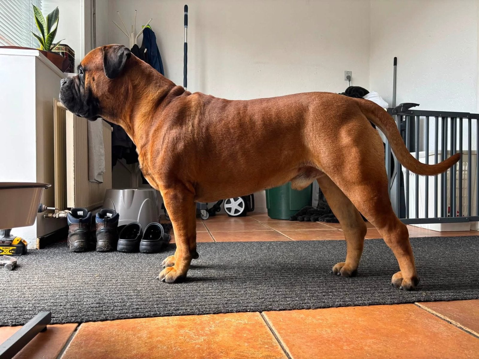 Bullmastiff Dekreu, Reu, 1 tot 2 jaar, Eén hond, CDV (hondenziekte)