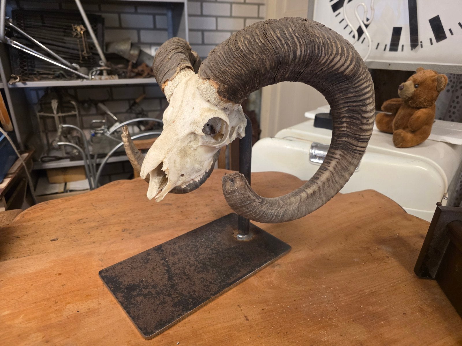 Mouflon schedel met hoorns op standaard, Ophalen of Verzenden, Gebruikt