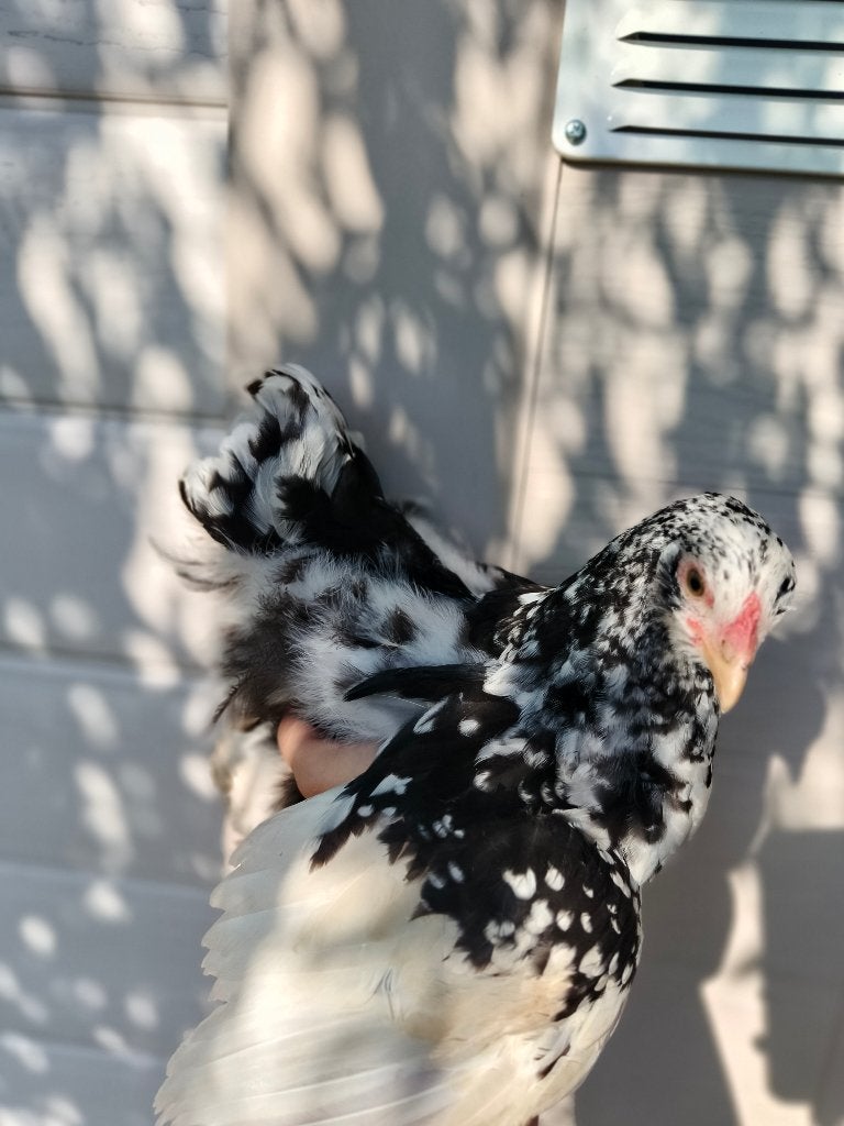 Brahma kuikens, Dieren en Toebehoren, Pluimvee, Kip, Meerdere dieren