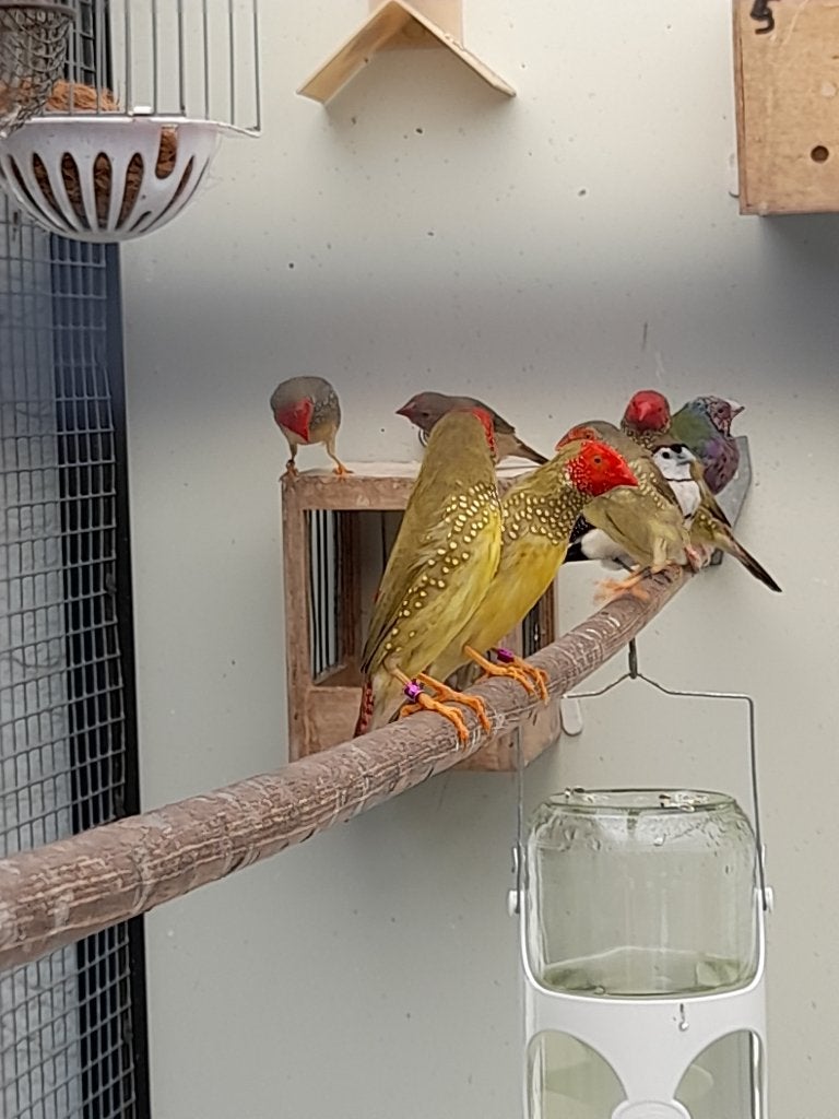 binsenastrilde, Dieren en Toebehoren, Meerdere dieren, Tropenvogel, Geringd